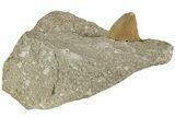 Otodus Shark Tooth Fossil in Rock - Morocco #230937-2